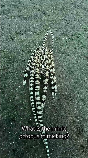 What is the mimic octopus mimicking? #oceanreality #mimicoctopus