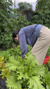 440K views · 8.4K reactions | Mấy chị có ai quê ở miền tây không ạ ? | L.A Green - Cơ sở cây giống rau nông nghiệp | Facebook