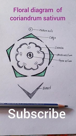 floral diagram of coriander #family Apiaceae #umbelliferae #shortsviral