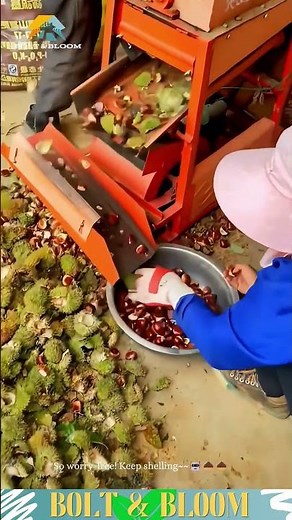 🌰The FASTEST Way to Get Chestnuts Out of Their Shells