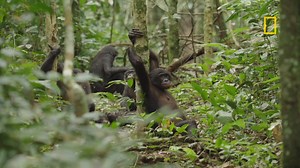 The bonobo, our closest great ape relative, is naturally bisexual. 🌈🐵 Love and connection know no bounds among bonobos. They share affection with members of either gender for bonding, pleasure, and to keep the peace. Bonobos truly “make love, not war”! 🫶 As we count down to #WorldBonoboDay on February 14 (aka Valentine’s Day), let's spread the word about these great apes! 💚 Tag a friend and see if they know what a bonobo is!🤔👇 Want to learn more? Check out the National Geographic and Disne