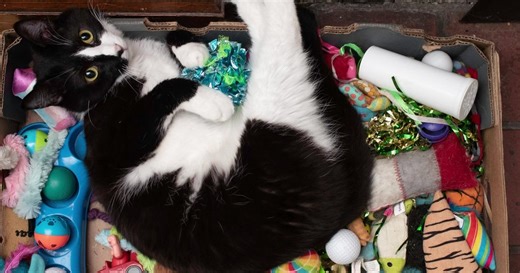 Pet food bank established to help thousands of Minnesotans