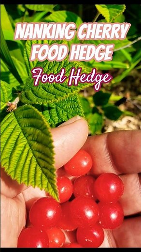 Growing Nanking Cherry as Food Hedge