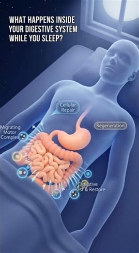 What Happens Inside Your Digestive System While You Sleep