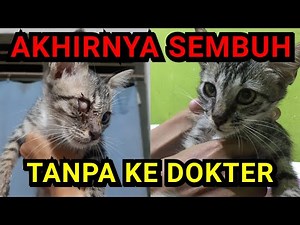 Obat mata kucing berselaput putih, berselaput merah, kucing belekan mata kucing bengkak dan berair