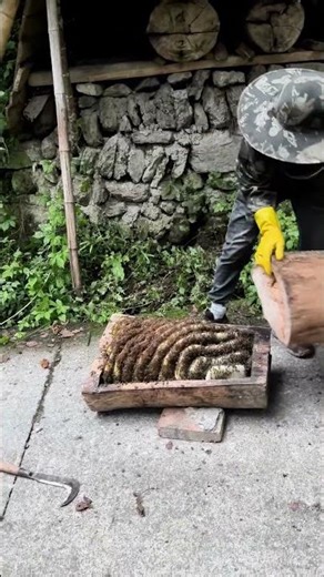 Vintage Beehive Disassembly Tutorial: All Secrets of Honeycombs Are Here!"