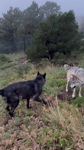 118K views · 8.8K reactions | Happy wolfies  Many people have...