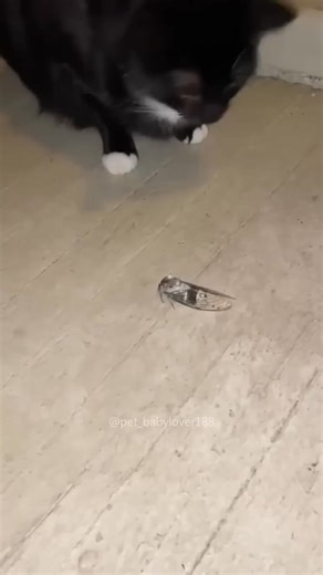 24K views · 255 reactions | Funniest Cat Moments  | Try Not To Laugh Challenge | Funny Cats on camera | Facebook