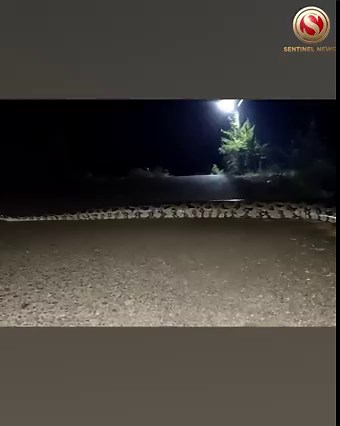 A Massive Snake was seen Crossing a Road in Rangapara, Assam #Python #Snake #Assam | The Sentinel