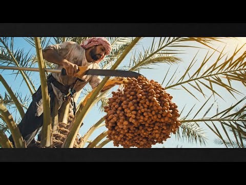 How Dates Are Made: From Palm Tree to Your Plate | inside a modern Factory