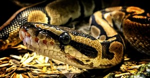 Vijf meter lange python slokt vrouw op in Indonesië