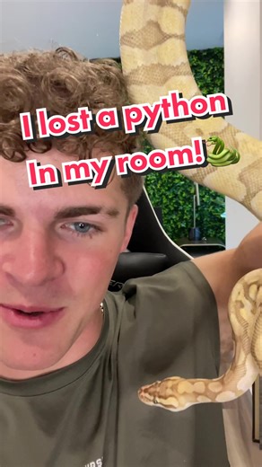 Lost Python in Bedroom! 🐍