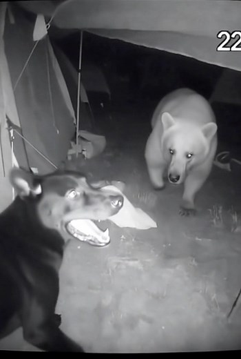 1.8K views | How Bear Fears the Dog #cctvfootage #nightvisioncamera #infraredvideo #wildanimalattack #barnintrusion #predatorencounter #hyenaattack #bearsighting #farmsecurity #animalinstincts #guarddogs #livestockprotection #caughtoncamera #scaryanimalmoment #ruralwildlife #nightcreatures #animalshowdown #creepynightvision #farmdanger #realwildlife | California California | Facebook