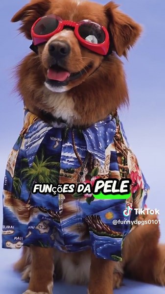 Cachorro pode comer morango? Descubra aqui!