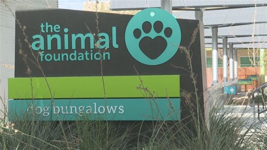 The Animal Foundation takes in over 100 pets during 4th of July weekend