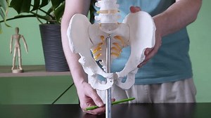Physiotherapist Demonstrating Ischium Pelvic Anatomy Stock Footage Video (100% Royalty-free) 3539205213 | Shutterstock