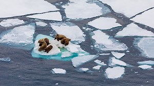 You Can Become a Walrus Detective and Help Climate Science