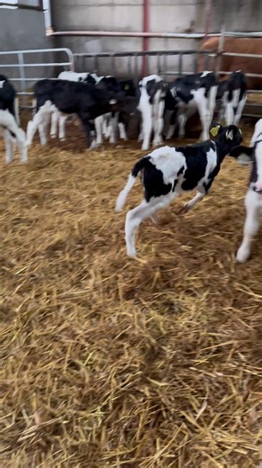 Watch This Calf Run And Jump Around His Friends. #cow #farming #healthyanimals