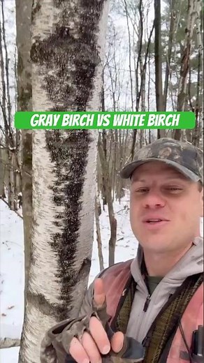 How can you tell gray birch (Betula populifolia) from white/paper birch (Betula papyrifera)? #trees