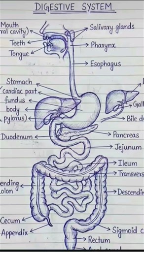 Biology class tenth life process #youtubeshorts