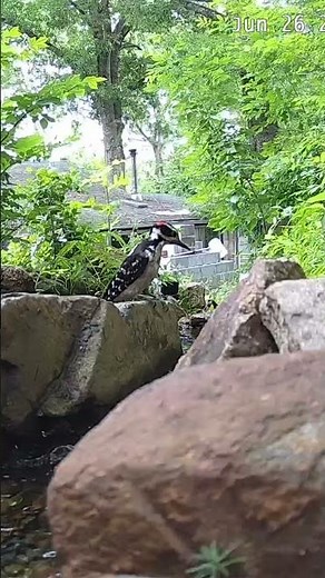 A Hairy Woodpecker drops by the stream #backyardbirds #birds