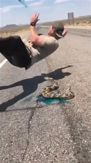 two-headed snake #animal #funny #viralvideo #animal #animals #youtubeshorts .