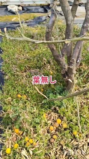 柚子剪定12月と３月比較