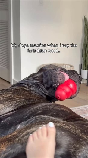 Koda | The Cane Corso 🐾 on Instagram: "How I grew my dog’s account to 11K in 30 days 📈 So here’s the honest story. I started posting on this account in January 2025. Was super excited, posted a bunch of content, and… crickets 🦗. Like 200 views max. It was brutal 😭 I gave up for a few months because I thought nobody cared about my content. Then it clicked 💡 My dog was cute. My content wasn’t strategic. Pattern interrupts, curiosity gaps, emotional triggers - that’s what the algorithm actuall