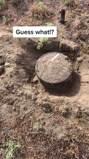 Burrowing Owl Nesting Season: Follow Along!