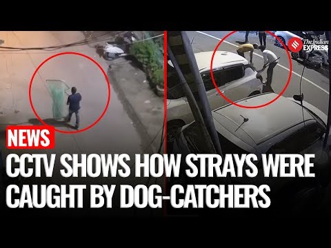 Watch: CCTV Shows How Dog-Catchers Used 'Net-Catching' Method To Capture Dogs