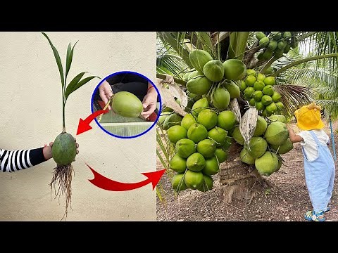 How to Grow Coconut Tree fast from Coconut Fruit for beginners