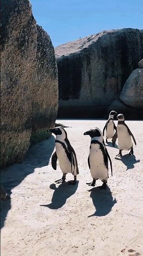 Why Do Penguins Huddle Together? 🐧❄️