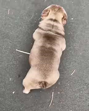 World famous IB Bape - Exotic American Bully