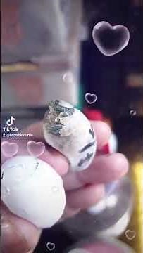 Fresh Hatched Baby Red Ear Slider Turtles