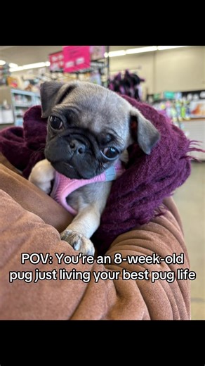 Meet Our Adorable New Pug Puppy Neighbors