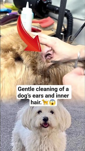 Gentle cleaning of a dog’s ears and inner hair #DogCare #PetHealth #DogGrooming #CleanDog #PetLove