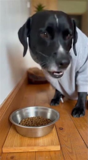 a2 #dogtraining #labrador #cute #adorable #doggo #doglife #animals #dogmom #funny #puppy