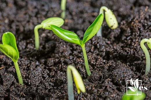Greensand vs Azomite: The Battle of the Beneficial Soil Supplements - Evergreen Seeds
