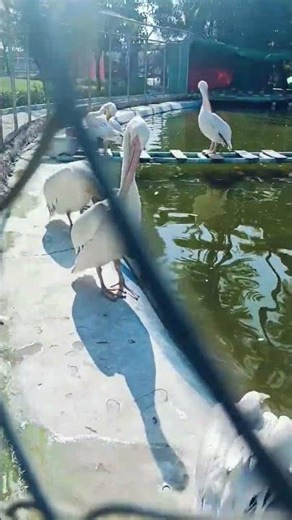 Australian Pelican #Zoo