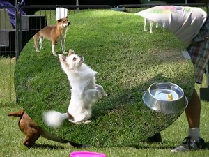 The Puppy Party Palooza Experience