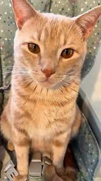 This Orange Cat Has Zero Survival Instincts 😂