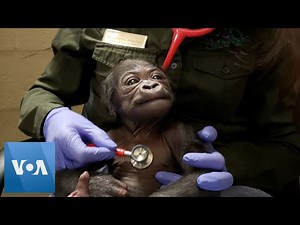 Baby Gorilla Born at Boston Zoo