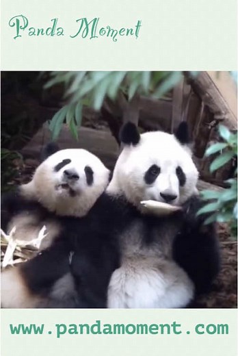 この動画はASMR効果があります♪双子パンダの絆❤️ ほっぺた寄せ合う姿に癒される…#上野動物園 #パンダ #双子 #癒し #動物の絆 #パンダの瞬間 #夏の癒し #癒し動画 #panda #pandamoment #癒し系 #パンダ時間