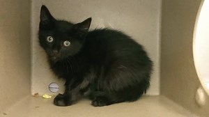 73 reactions · 50 shares | RESCUED BY FUR ANGELS! GUMBY - ID...