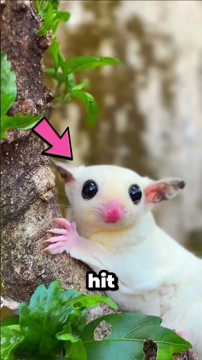 Sugar Glider Facts: The Adorable Animal That Glides Like a Superhero #SugarGlider #rareanimals