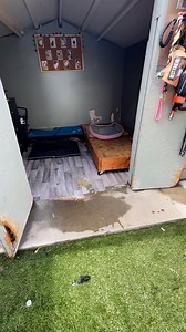 3.1K views · 4.8K reactions | Coco se hizo pipi y popo en adentro de su casa #chihuahua #husky | Dulce Lopez | Facebook