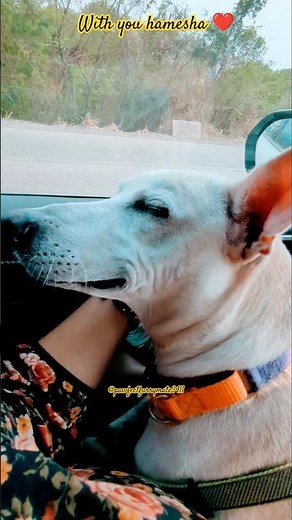 Best part of life 💕| Tenu sang rakhna #love #pets #youtubeshorts #bruno #shorts