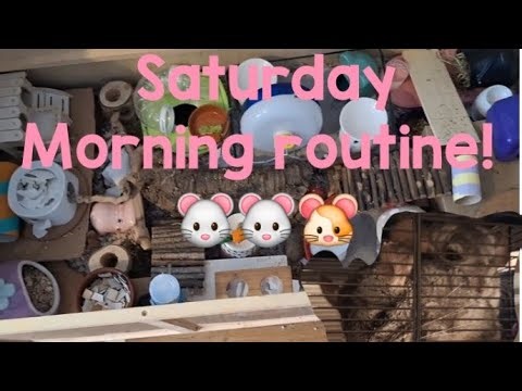 My morning with 3 pets! 🐭🐭🐹💕