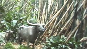 Disneyland, May, 2001