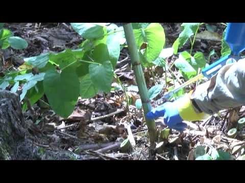 Knotweed identification and control through stem injection